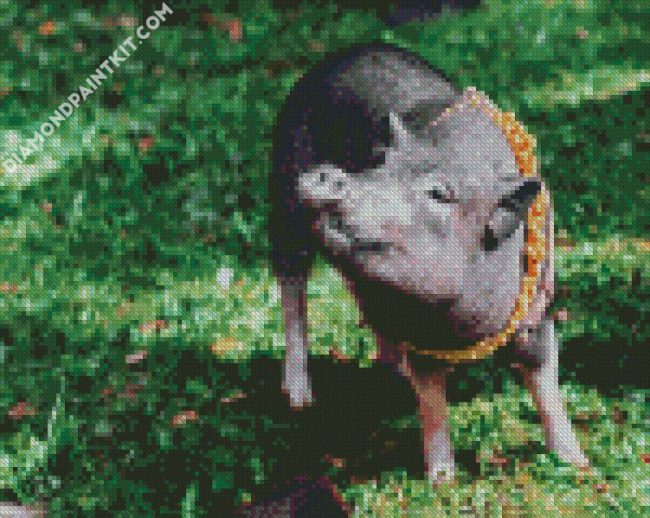 Grey Pig diamond painting