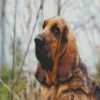 Bloodhound diamond painting