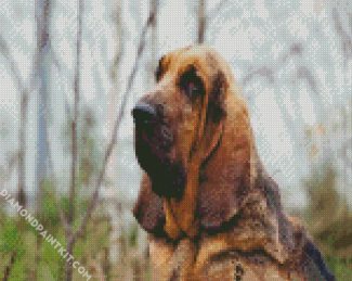 Bloodhound diamond painting