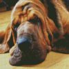 Bloodhound Sleeping diamond painting