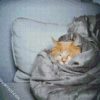 Cat Sleeping In A Blanket diamond painting