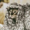 Cute Cat With A Blanket diamond painting