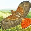 Hawk Bird Flying diamond painting