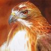 Hawk Bird diamond painting