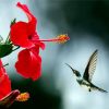 Hummingbird And Red Flower diamond painting