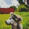 Husky With Flowers Crown diamond painting