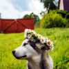 Husky With Flowers Crown diamond painting