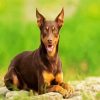 Kelpie Dog diamond painting