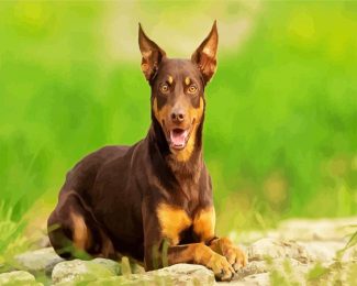 Kelpie Dog diamond painting