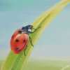 Ladybug On Leaf diamond paintings