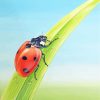 Ladybug On Leaf diamond painting