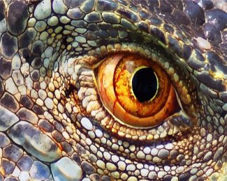 Lizard Eye diamond painting