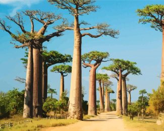 Madagascar Boababs Trees diamond painting