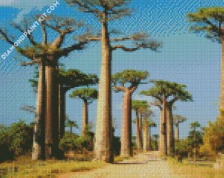 Madagascar Boababs Trees diamond painting