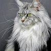 Majestic Maine Coon Cat diamond painting