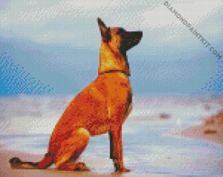 Malinois Dog diamond paintings