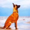 Malinois Dog diamond painting