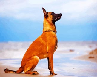 Malinois Dog diamond painting