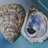 Oyster Shells diamond painting