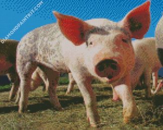 Pig Animal diamond painting