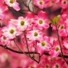 Pink Dogwood Plants diamond painting