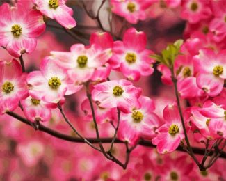 Pink Dogwood Plants diamond painting