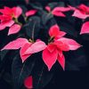 Pink Poinsettia Plants diamond painting