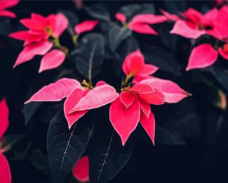 Pink Poinsettia Plants diamond painting