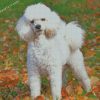 Poodle Dog Puppy diamond paintings