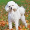 Poodle Dog Puppy diamond painting