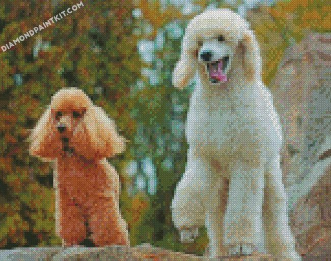 Poodles Dogs diamond paintings