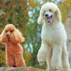 Poodles Dogs diamond painting