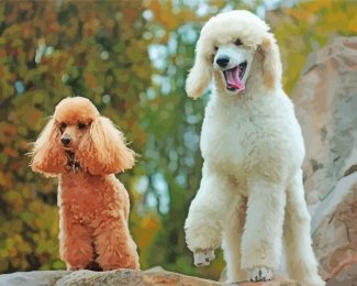 Poodles Dogs diamond painting