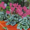 Purple cyclamen flowers diamond paintings