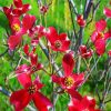 Red Dogwood Flowering Plant diamond painting