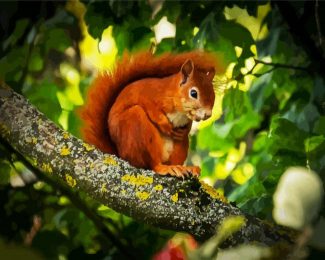 Red Squirrel On Tree diamond painting