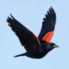 Red Winged Black Bird diamond painting