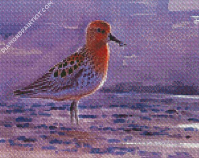 Sandpiper Bird Art diamond paintings