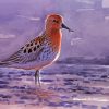 Sandpiper Bird Art diamond painting