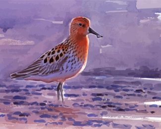 Sandpiper Bird Art diamond painting