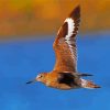 Sandpiper Bird Flying diamond painting