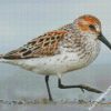 Sandpiper Bird diamond paintings