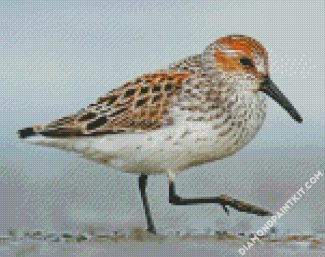 Sandpiper Bird diamond paintings