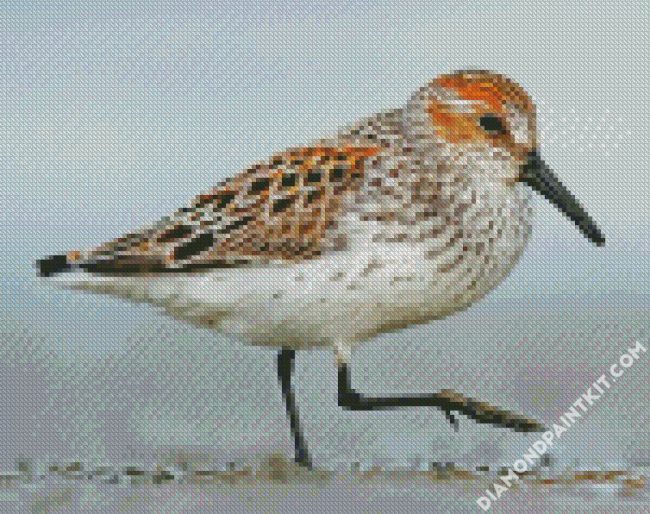 Sandpiper Bird diamond paintings