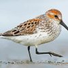 Sandpiper Bird diamond painting