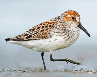 Sandpiper Bird diamond painting