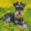 Schnauzer Dog Animal diamond paintings