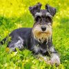 Schnauzer Dog Animal diamond painting