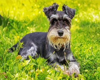 Schnauzer Dog Animal diamond painting