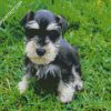 Schnauzer Puppy diamond paintings